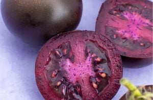 purple-galaxy-seeds