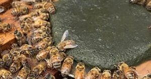 USDA Honeybee Study