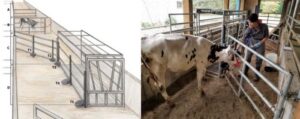 Training Dairy Cattle