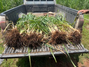 TerraForma-Sugarcane-Roots
