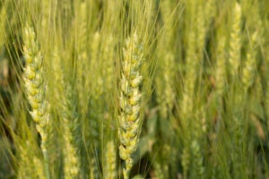 Wheat-field-syngenta