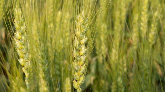 Wheat-field-syngenta