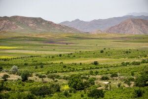 armenia-wine-region