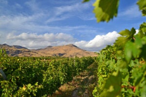 armenian-vineyard-mountains