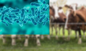 bovine-tb-cattle