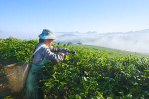 chinese-tea-plantation-farmer