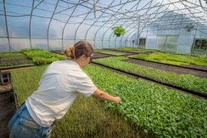 greenhouse-crops-MX-Morningstar-Farm