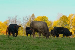 michigan-cattle-organic