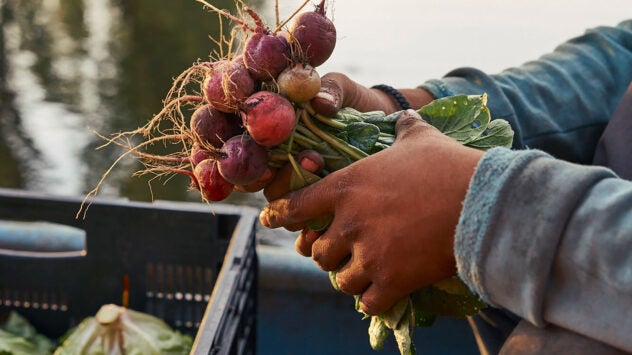 mexico-city-grower-radishes