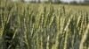 wheat-field-syngenta-crop-protection