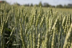 wheat-field-syngenta-crop-protection