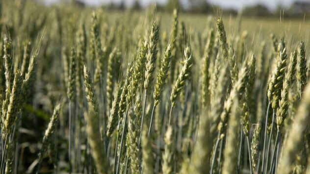wheat-field-syngenta-crop-protection