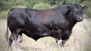 Texas A&M Angus Genetic Research