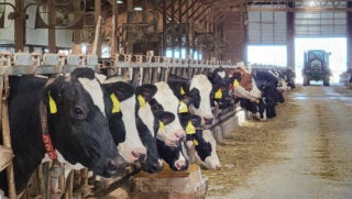 ear-tags-dairy-cattle-barn